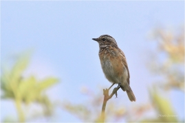 <p>BRAMBORNÍČEK HNĚDÝ (Saxicola rubetra) Šluknovsko - Valdek ----- /Whinchat – Braunkehlchen/</p>